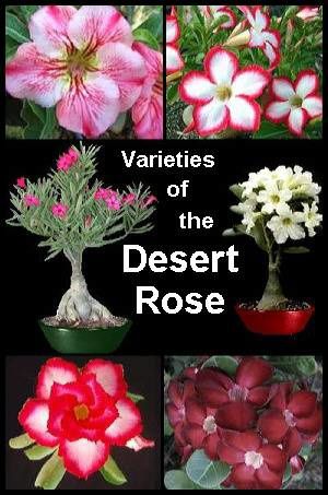 desert-rose