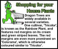 dragon-tree-st