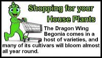 dragonwing-begonia-st