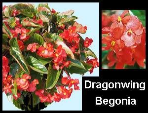 dragonwing-begonia