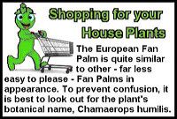 european-fan-palm-st