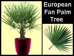 european-fan-palm