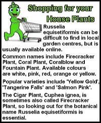 firecracker-plant-st