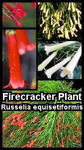 firecracker-plant