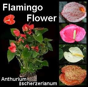 flamingo-flower