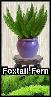 foxtail-fern