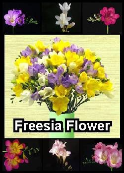 freesia-flower