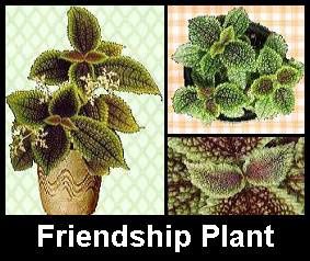 friendship-plant