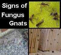 fungus-gnat-infestation