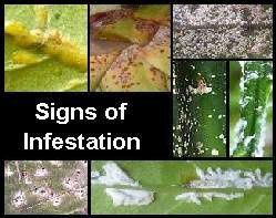 scale-insect-infestation