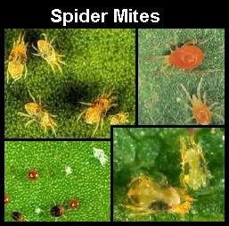 spider-mites