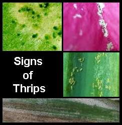 thrips-infestation