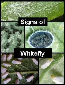 whitefly