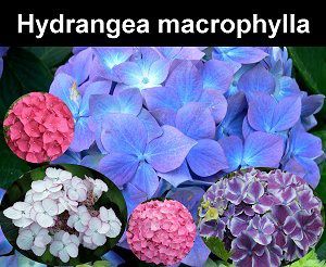 Hydrangeas show off with large round FlowerClusters  Earthdragon39;s 