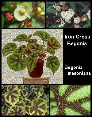 Iron Cross Begonia