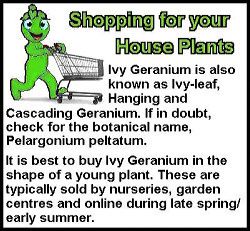 Ivy Geranium Buying Tip