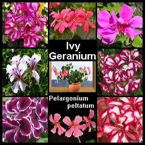 Ivy Geranium