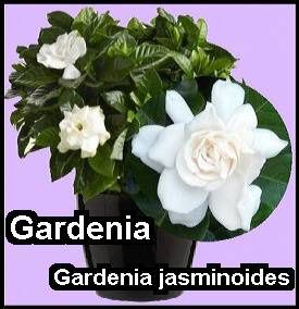 gardenia