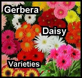 gerbera-daisy