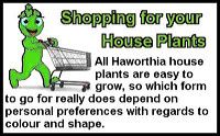 haworthia-st