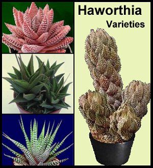 haworthia