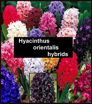 hyacinth-flower