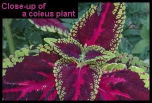 coleus.jpg