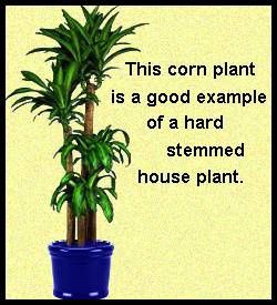 corn-plant.jpg