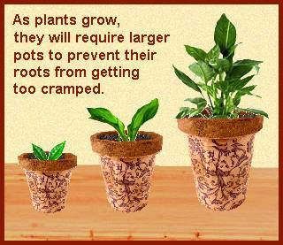 growing-plants.jpg