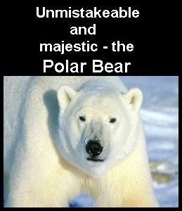 polar-bear1