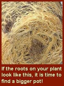 pot-bound-roots.jpg