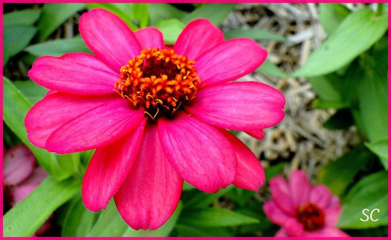 Admirez la finesses des fleurs prises en macro... et leur multiples couleurs et formes !