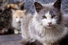 SanteVet - l alimentation du chat age - kasto - Fotolia.co