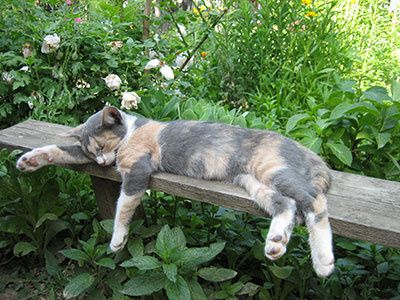alimentation-chat-age
