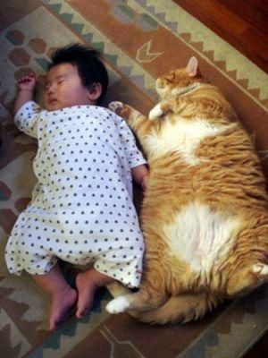 Les fameux bars à chats de Tokyo (un article sera diffusé sur ce sujet sur votre blog) \u2013 il en existe sept \u2013, où les Japonais viennent évacuer leur stress