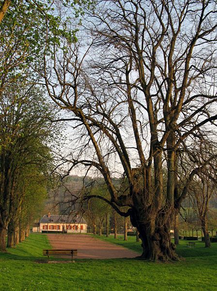 448px-Lucheux_arbre_des_epousailles_1.jpg