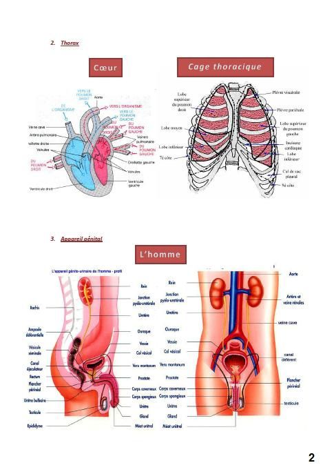 anatomie2-copie-1