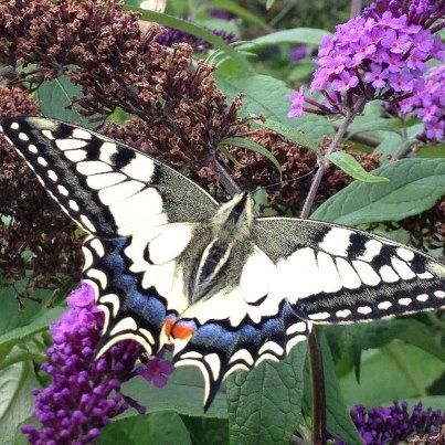 Rencontres naturalistes regionales