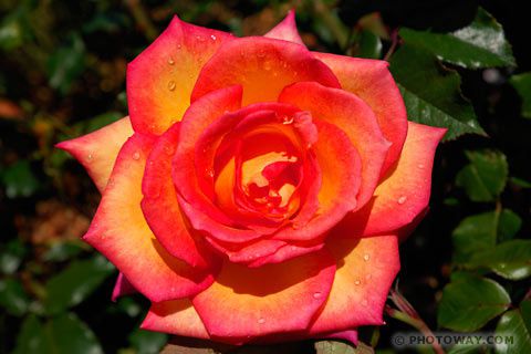 NZEL06_441-rose-geante-copie-1.jpg