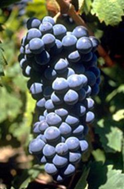 carignan.jpg