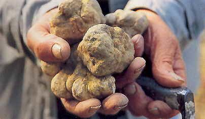 truffe-blanche.jpg