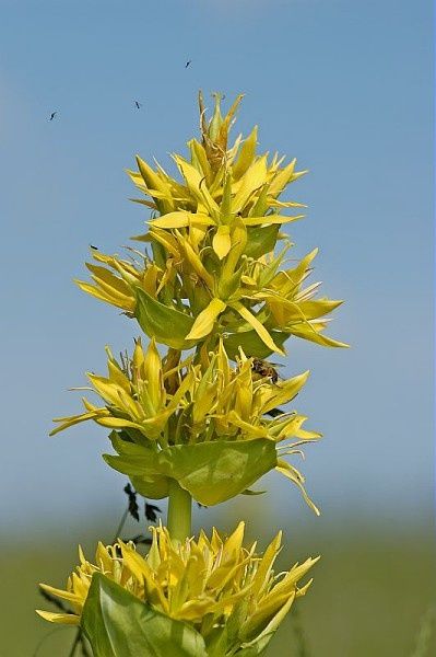 fleur-de-gentiane.jpg