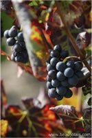 gamay_grappe.jpg