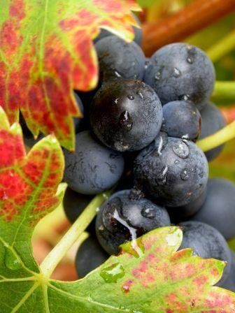 grenache-grape11