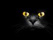 gatto-nero-sguardo-intenso