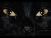 sguardo-di-gatto-nero
