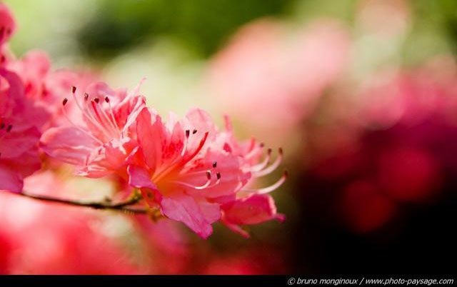 rhododendron copie