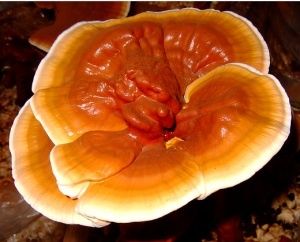 ganoderma.jpg