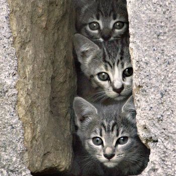 3-petits-chats-curieux-402314