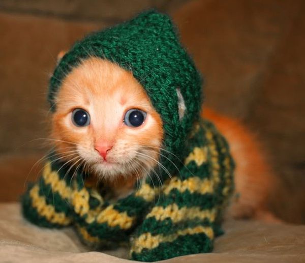cat-in-a-hoodie